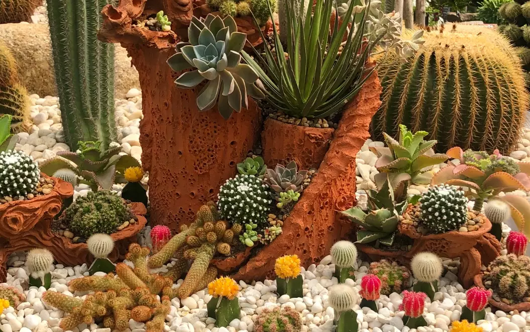 how to repot a cactus