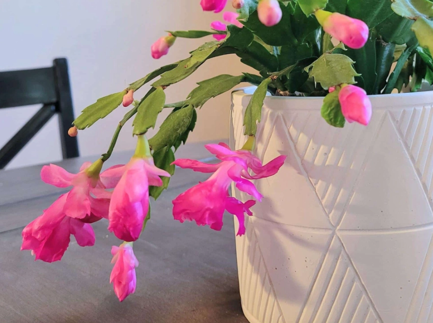 when to repot christmas cactus
