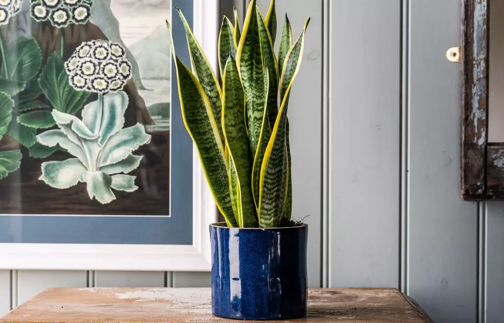 snake plant care snake plant care