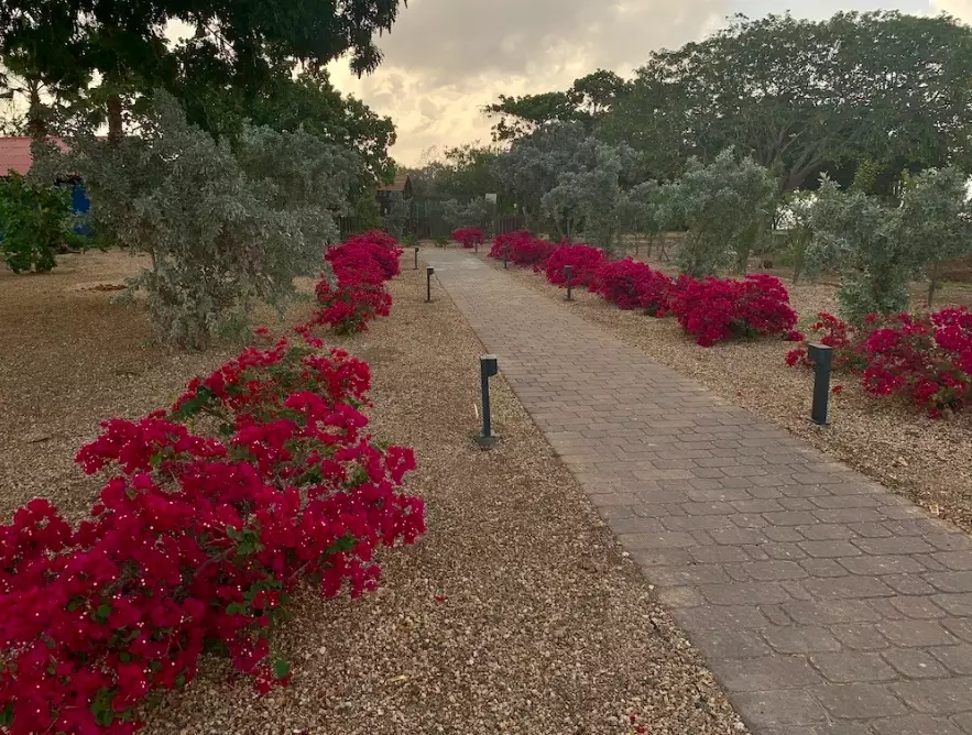 bougainvillea care bougainvillea care