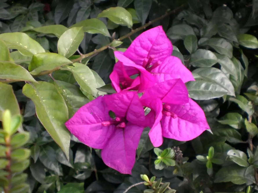 bougainvillea care bougainvillea care