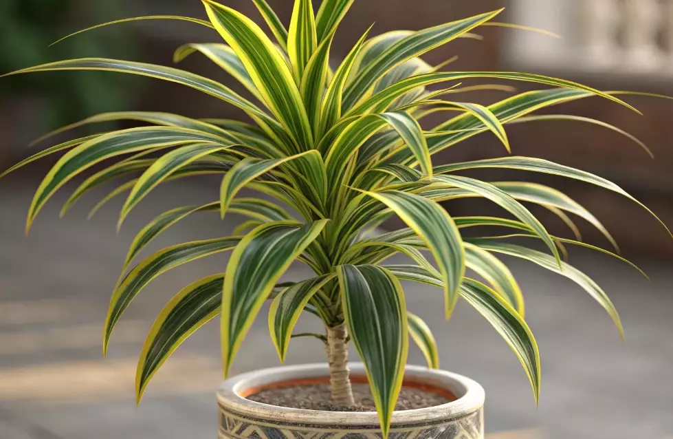 dracena plant care