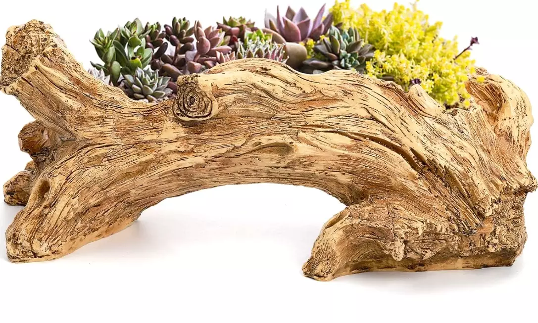 how to repot a cactus