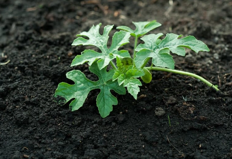 edible watermelon leaves