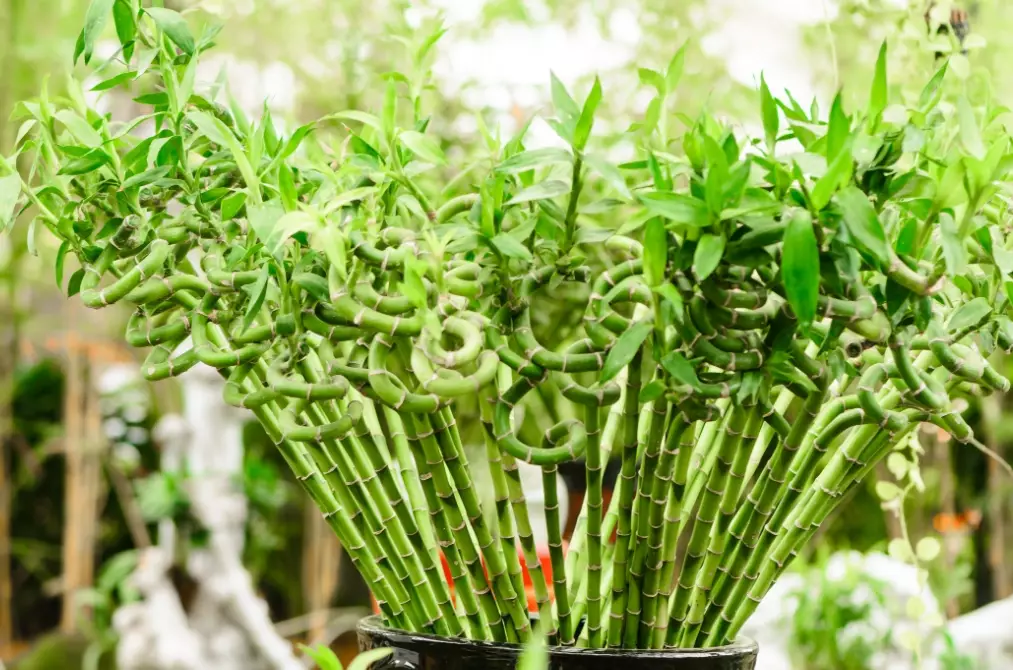 lucky bamboo plant lucky bamboo plant