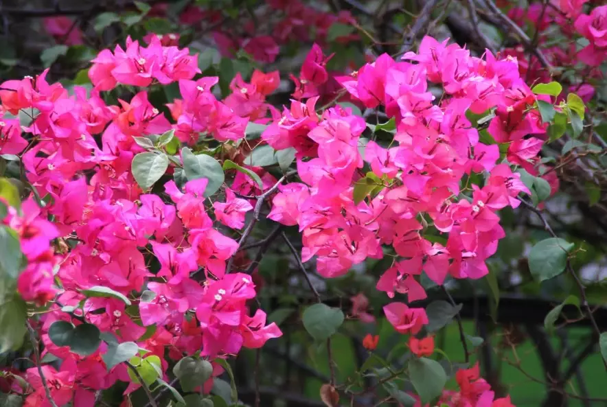 how to grow bougainvillea