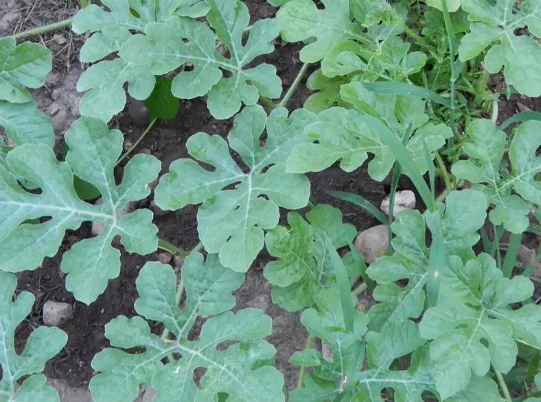 watermelon plant diseases