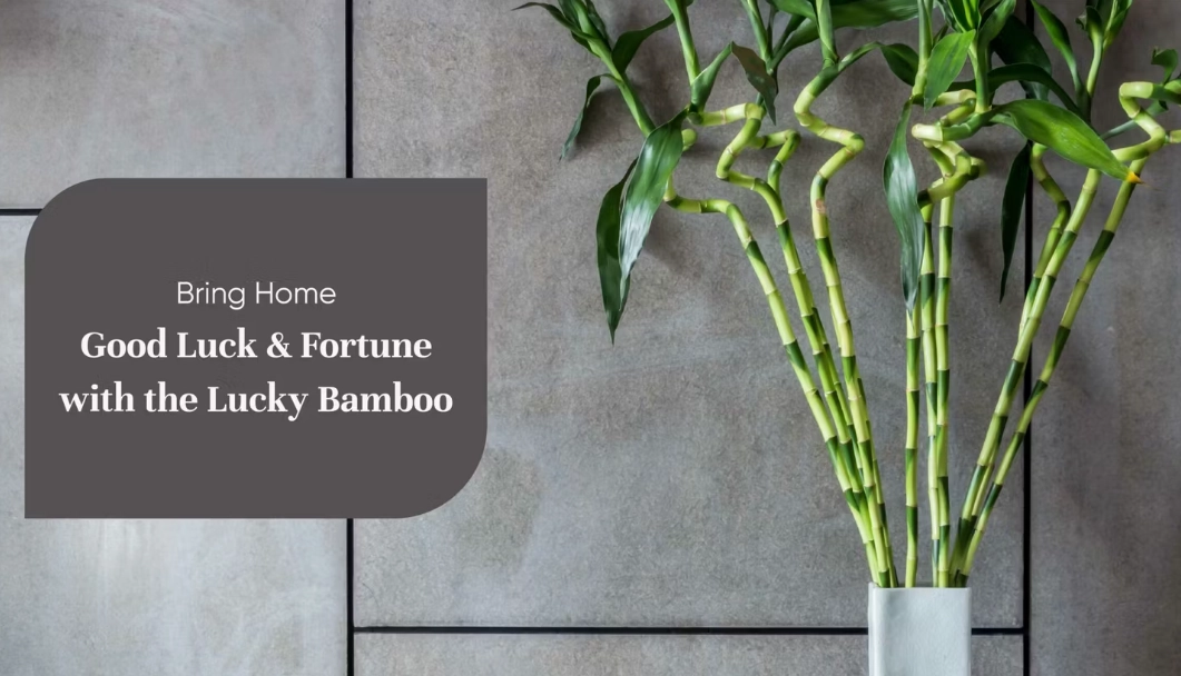 growing lucky bamboo growing lucky bamboo