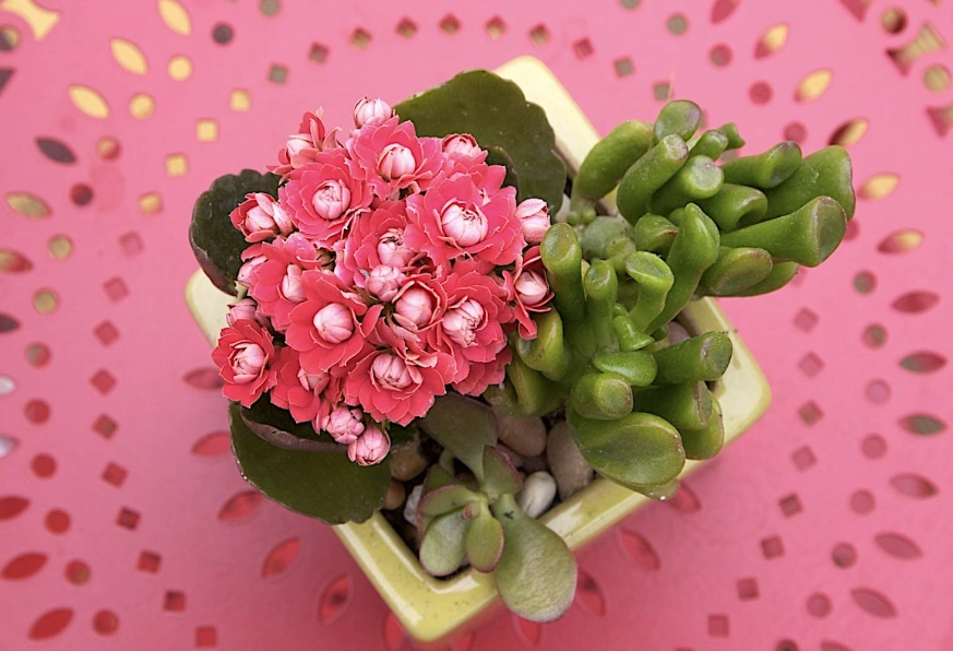 calandiva plant problems calandiva plant problems