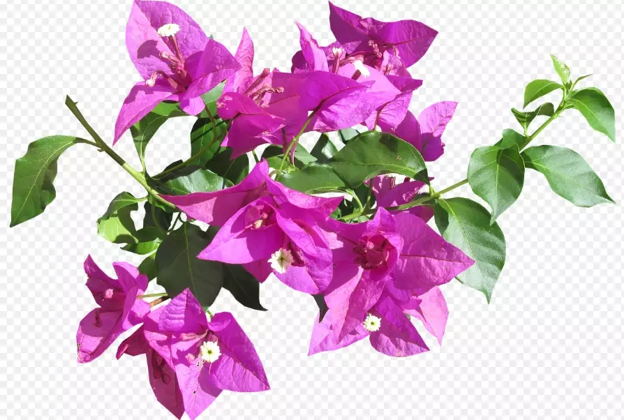 bougainvillea not blooming bougainvillea not blooming