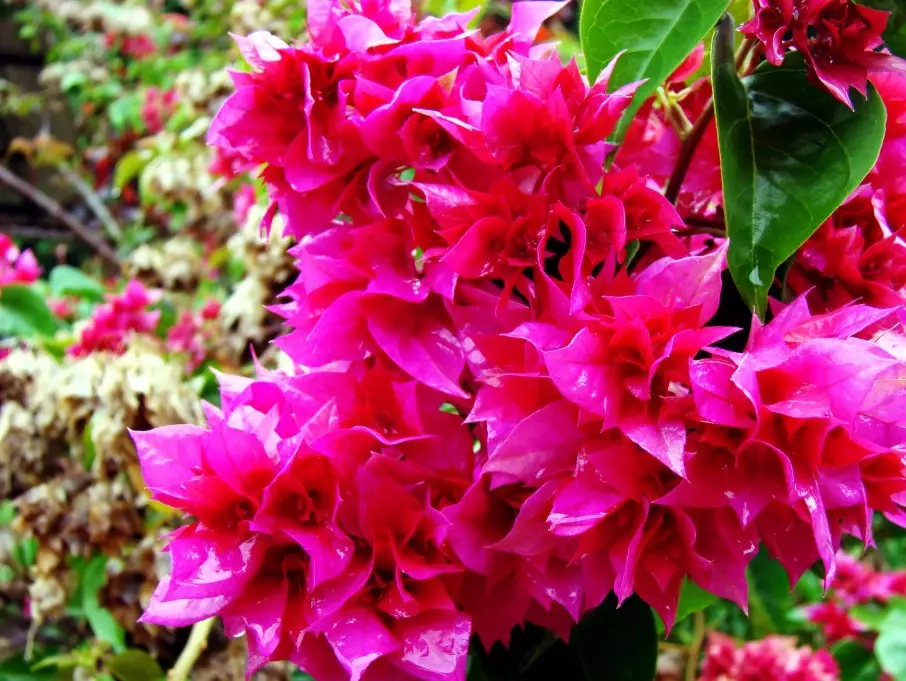 trinitaria plant