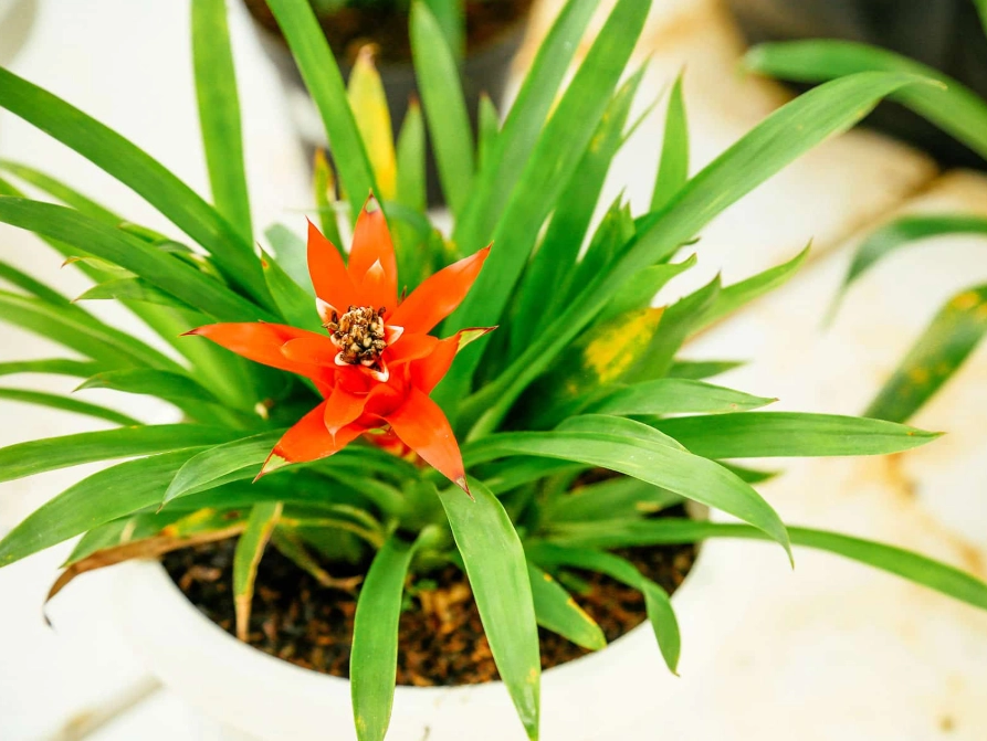 guzmania care guzmania care