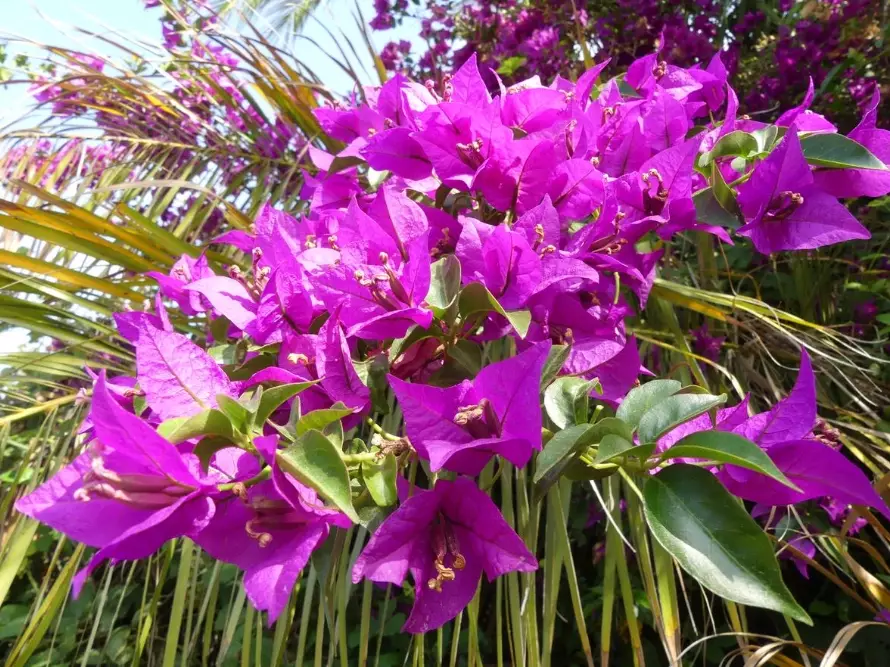 how to grow bougainvillea how to grow bougainvillea