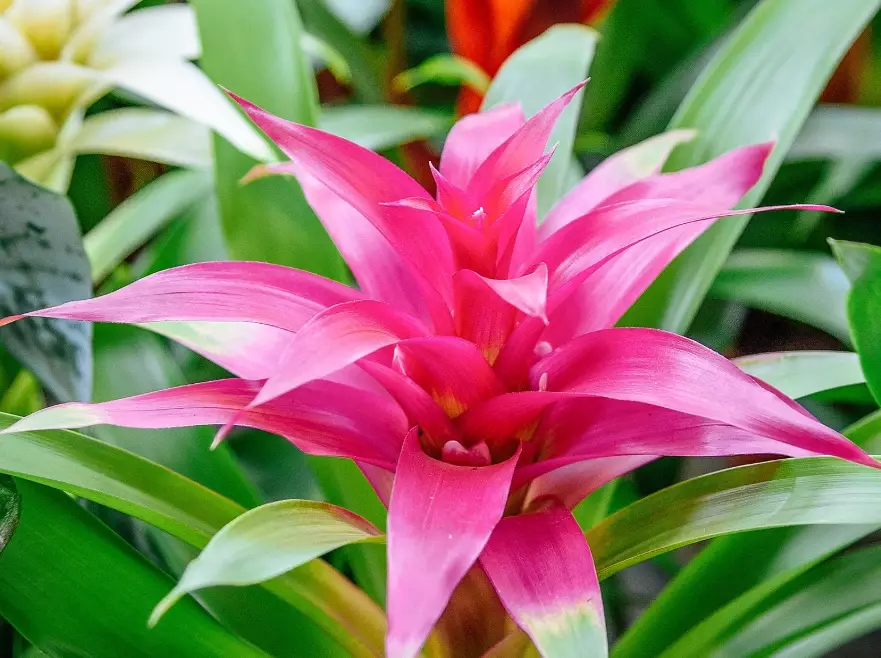 bromeliad indoor plant bromeliad indoor plant