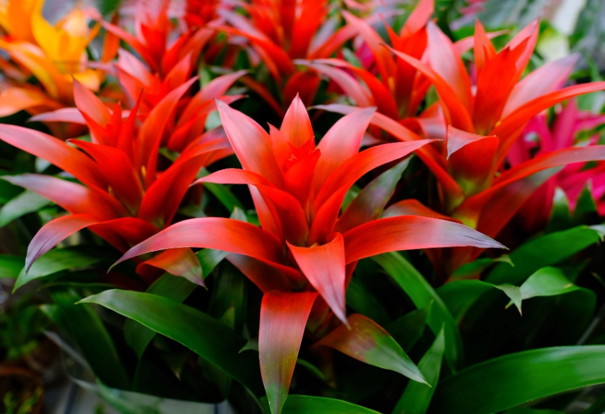 guzmania flower