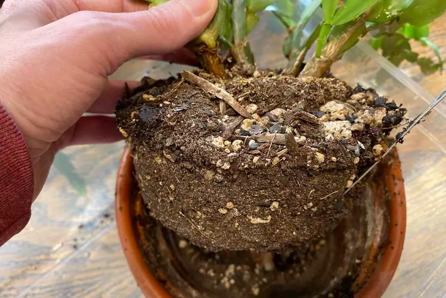 when to repot christmas cactus