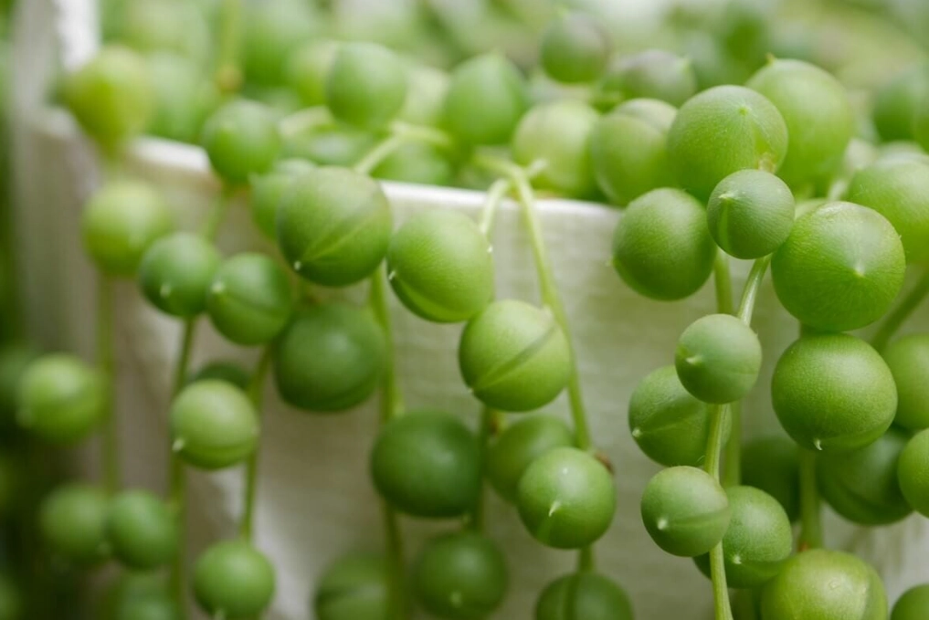 string of pearls plant care string of pearls plant care