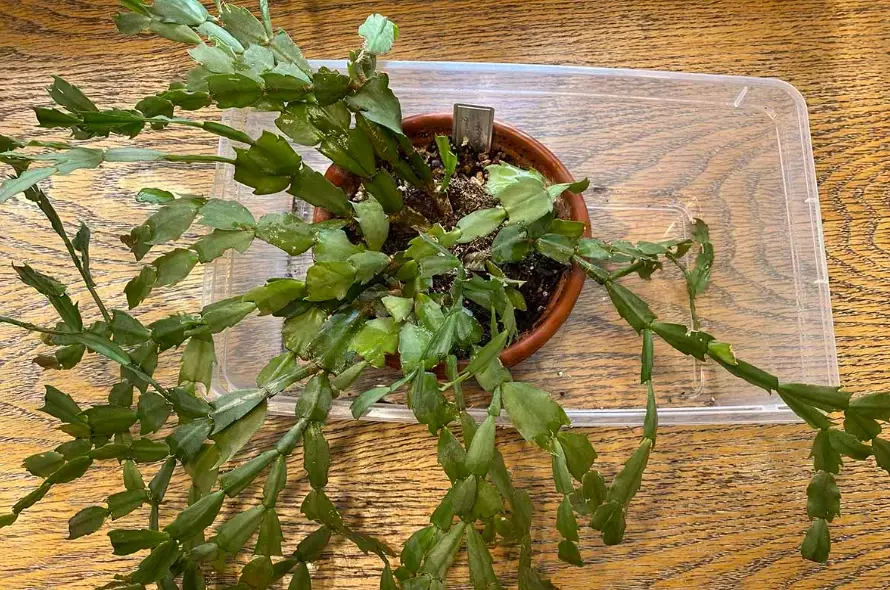 christmas cactus soil mix