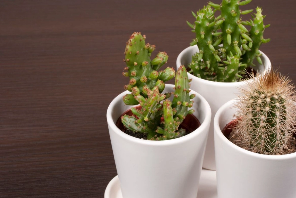 terracotta pots for cactus