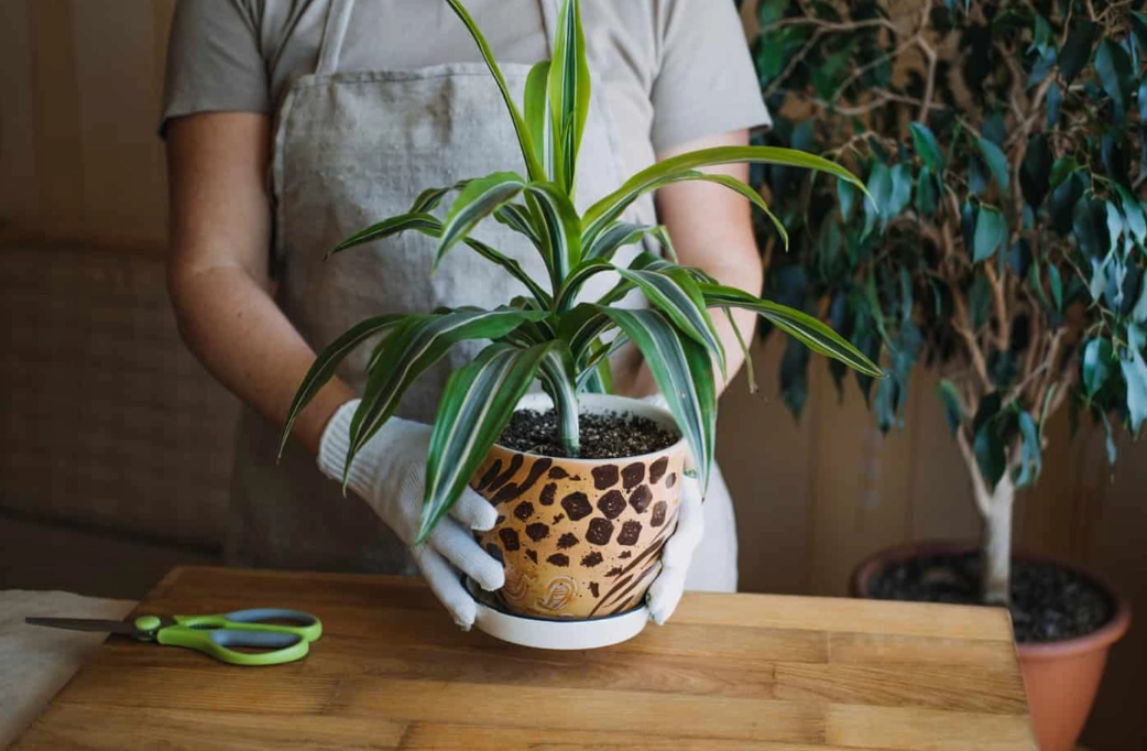 dracaena care