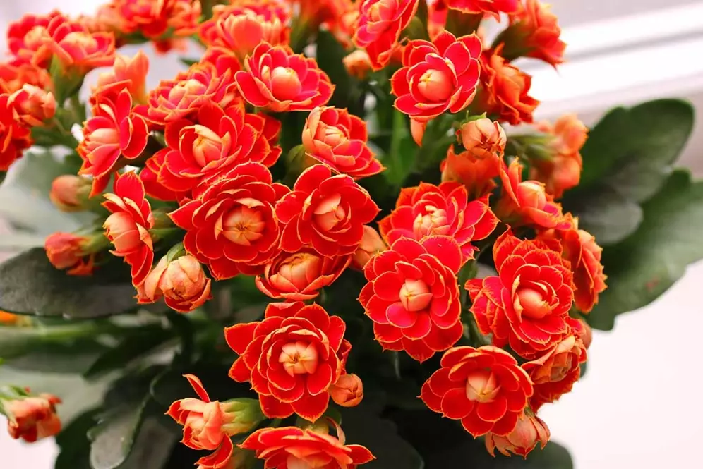 flowering kalanchoe
