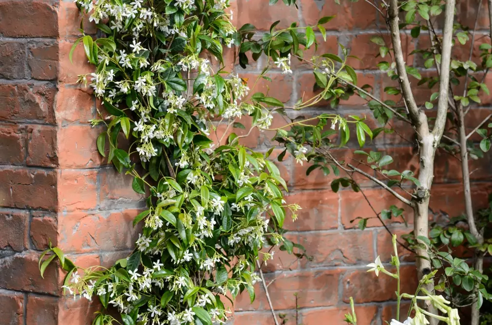 star jasmine not flowering star jasmine not flowering