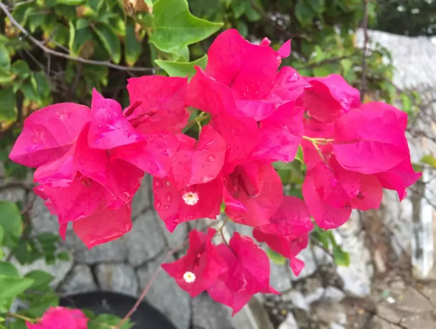 how to grow bougainvillea how to grow bougainvillea