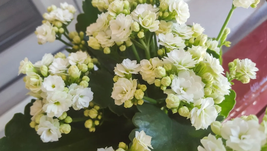 how to care for calandiva