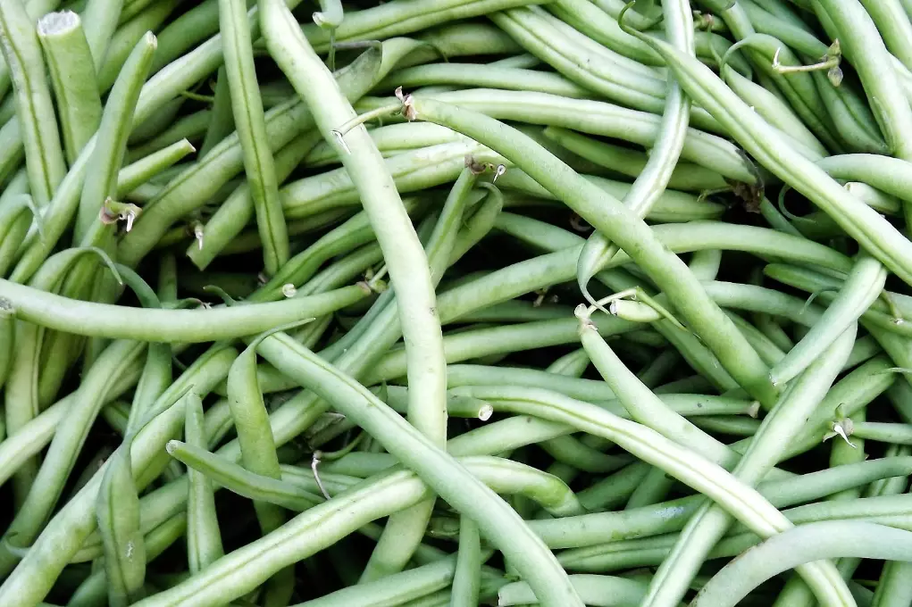 string of beans plant string of beans plant