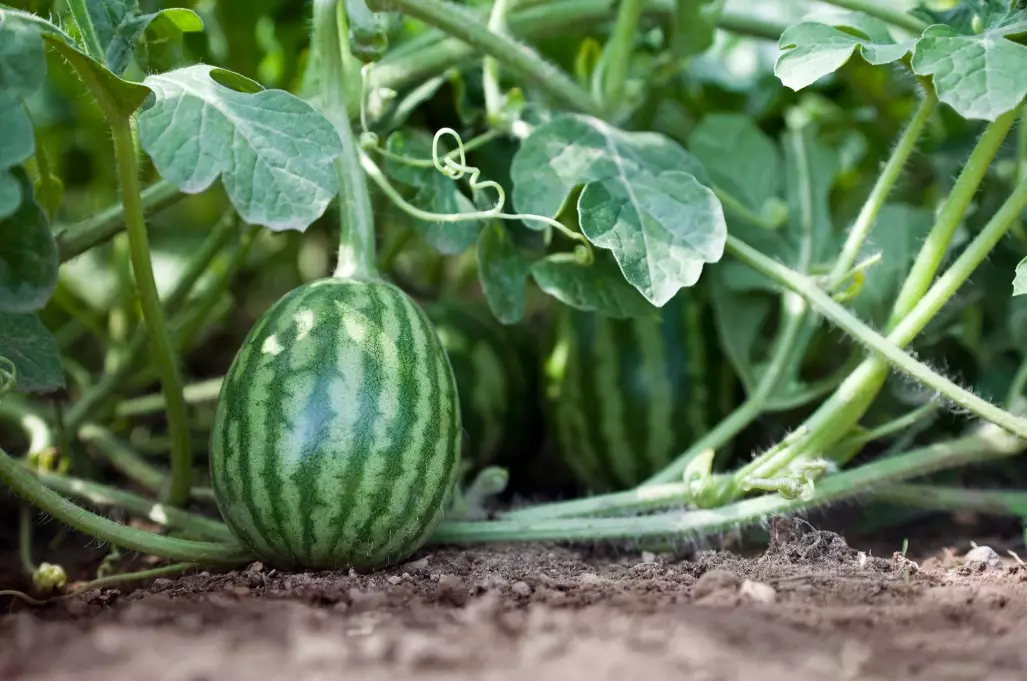 Watermelon Plant Leaves: The Ultimate Guide to Health, Problems & Care