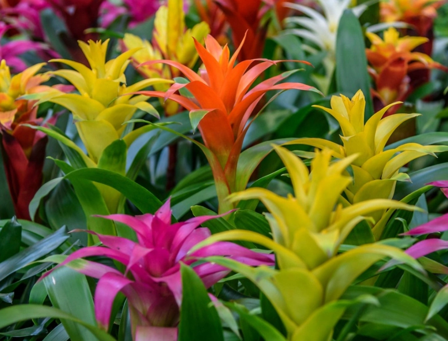 guzmania bromeliad