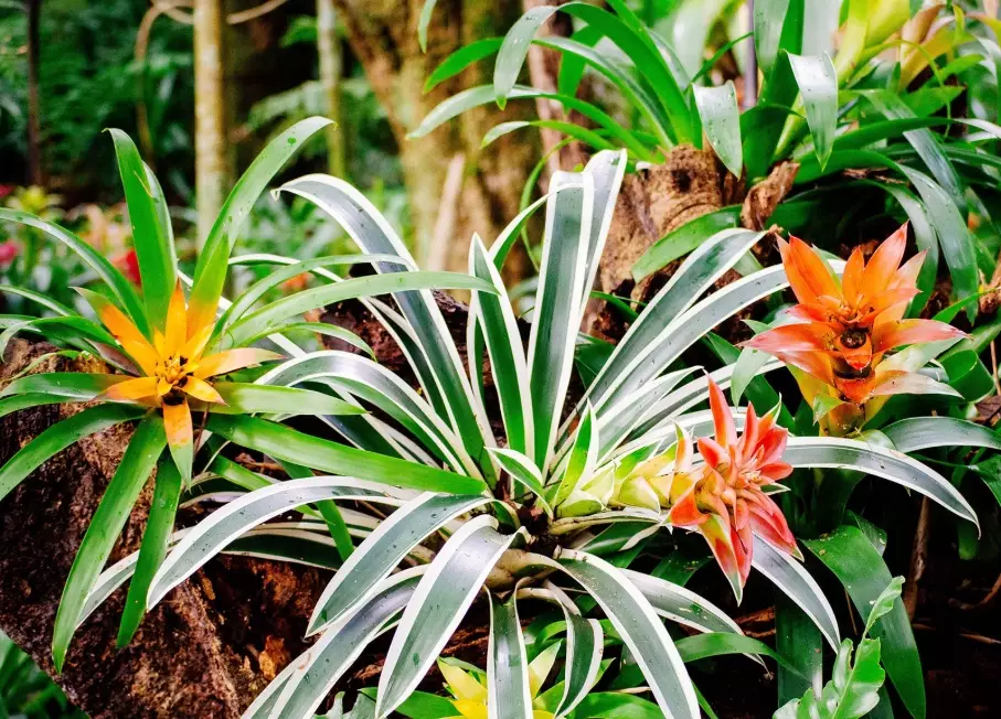 guzmania flower guzmania flower
