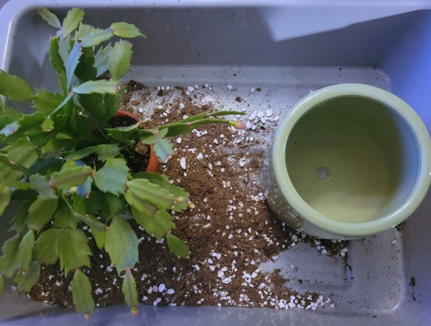 christmas cactus soil mix