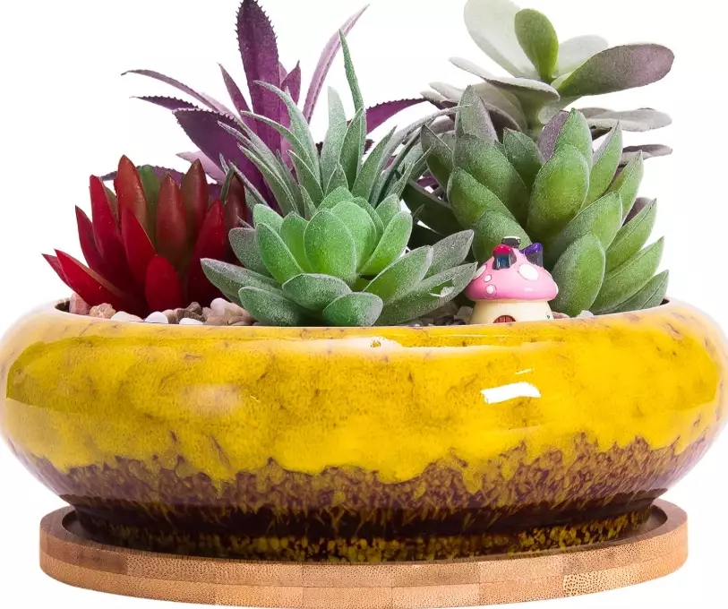 terracotta pots for cactus