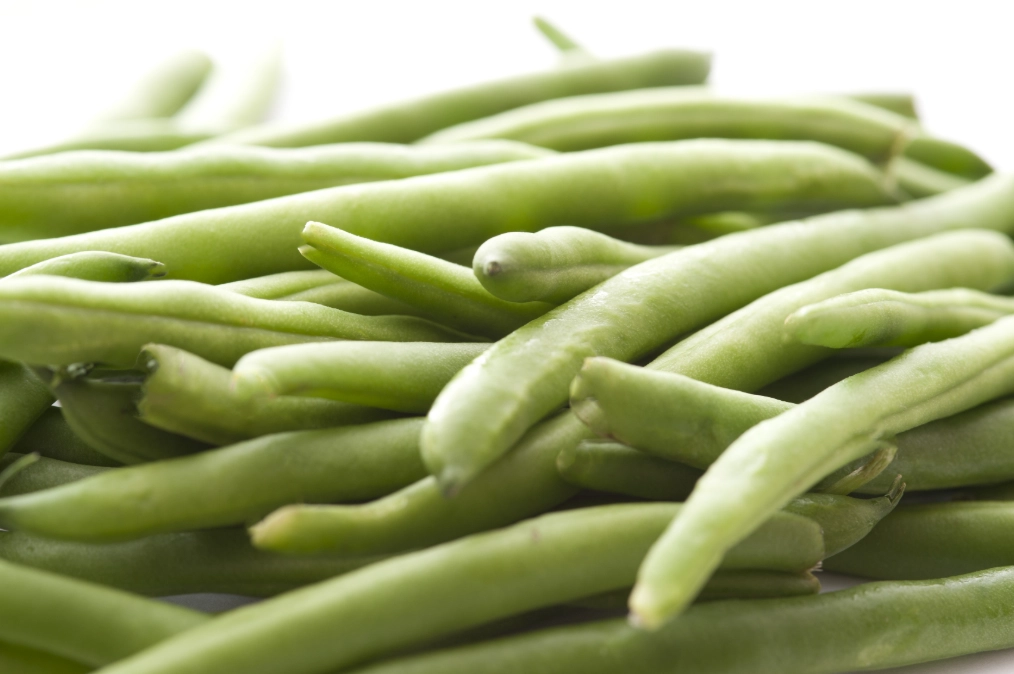 growing string of beans indoors growing string of beans indoors