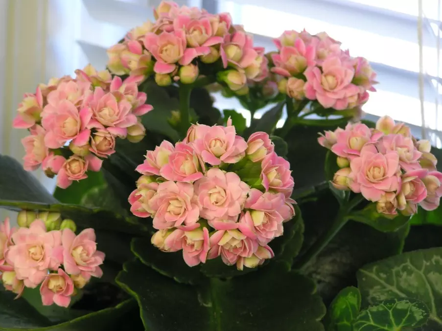 kalanchoe blossfeldiana care