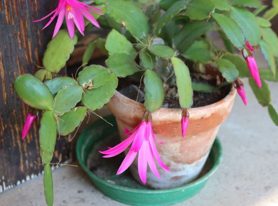 christmas cactus soil mix