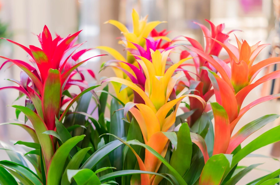 how to care for a guzmania plant
