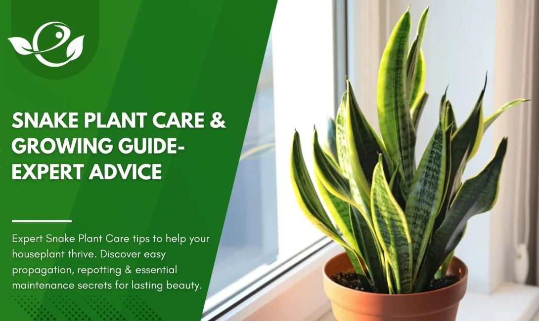 how to care for a snake plant