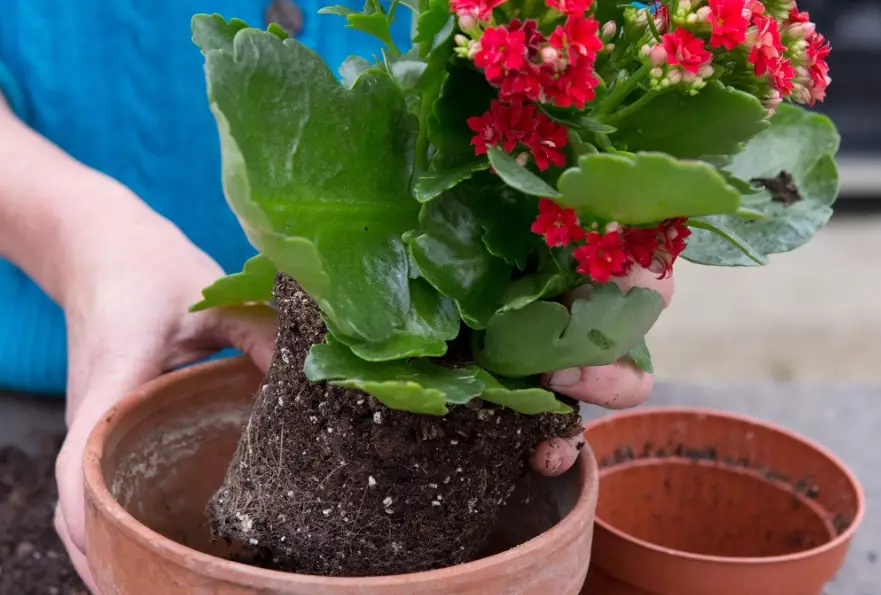 how to care for calandiva how to care for calandiva