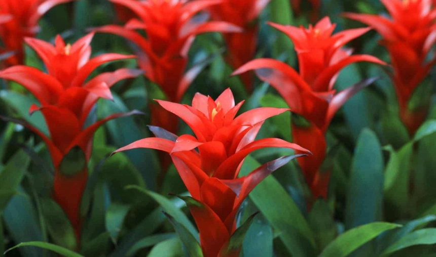 bromeliad indoor plant bromeliad indoor plant