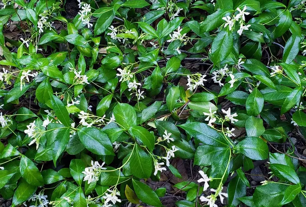 how to plant star jasmine how to plant star jasmine