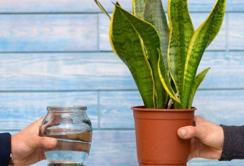 snake plant overwatering snake plant overwatering