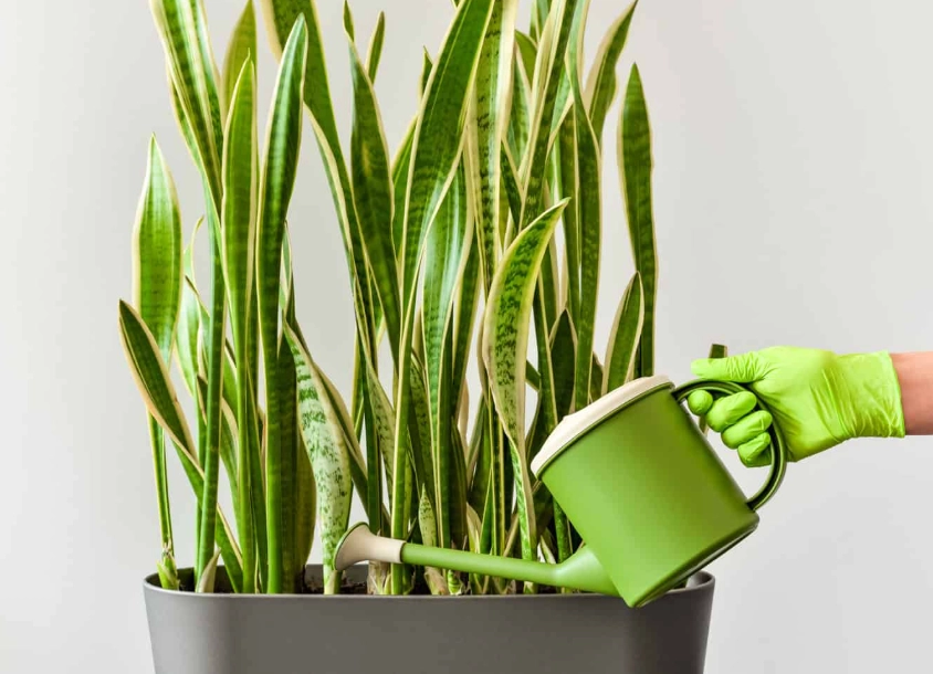 how often to water snake plant how often to water snake plant