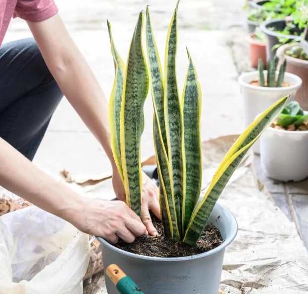 how often to water snake plant how often to water snake plant