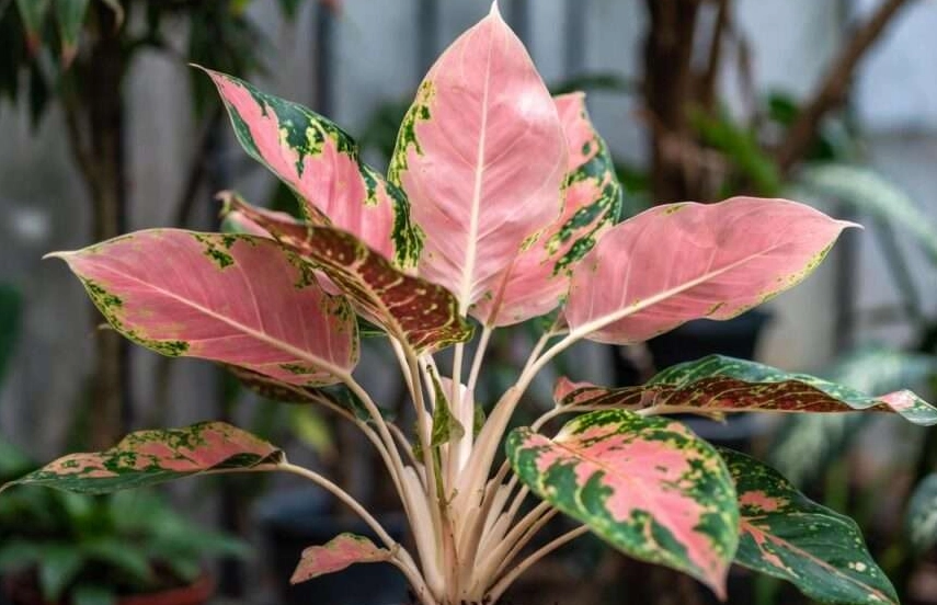 pink aglaonema