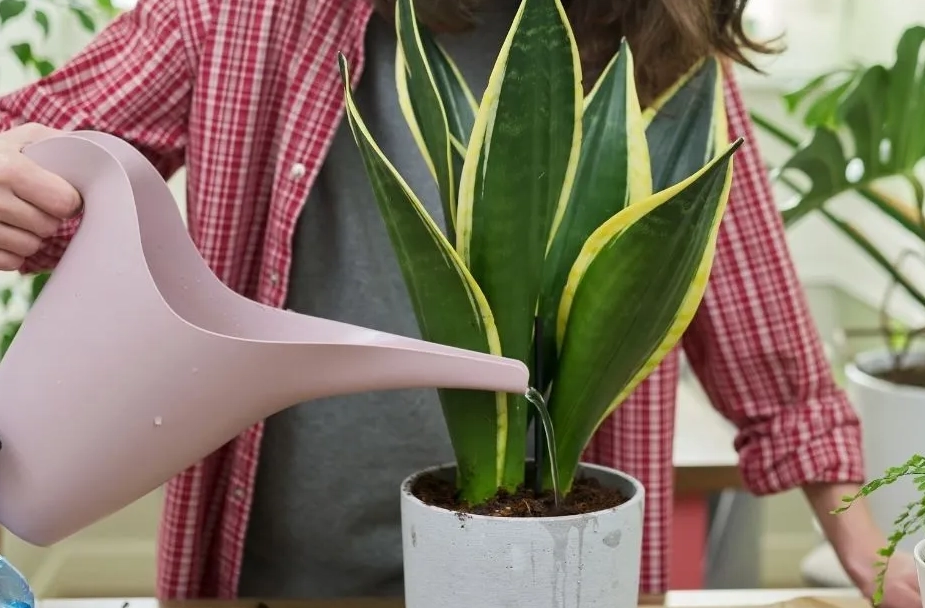 snake plant watering schedule snake plant watering schedule