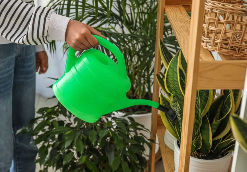 snake plant watering