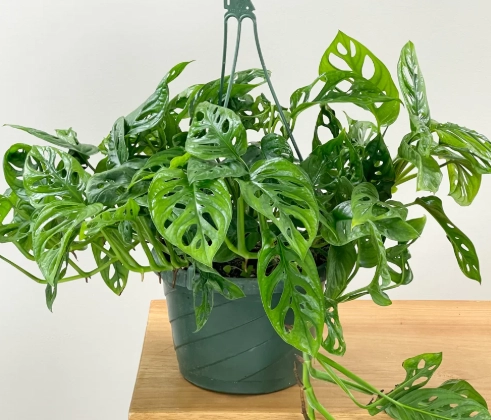 monstera adansonii propagation