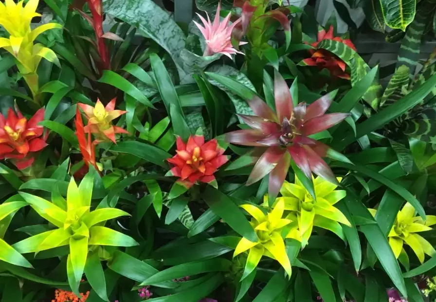 bromeliad types